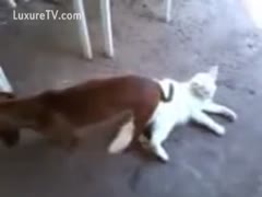 A big dog digging his cock deep into the pussy of a white cat